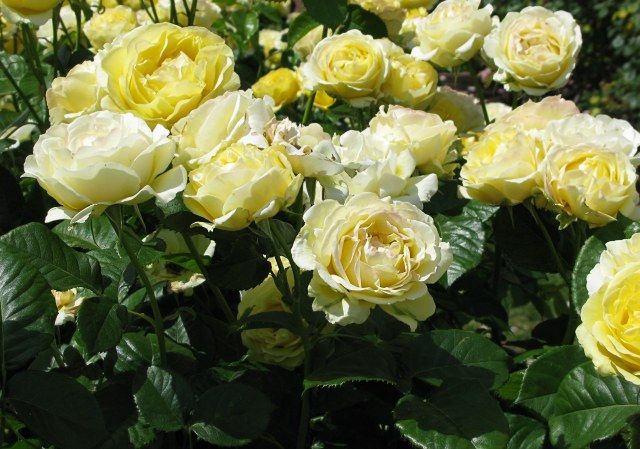  photo WalkingOnSunshineatsjmunigardIMG_1182640wide_zps9261d938.jpg